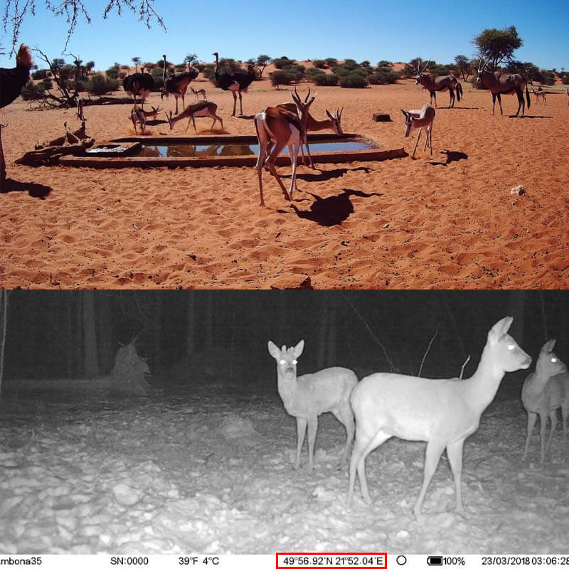 Caméra de chasse — 16 MP connecté Wi-Fi pour la surveillance de la faune
