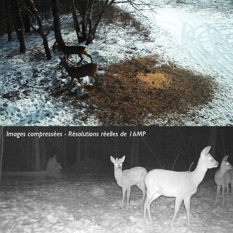 Caméra de chasse — 20 MP connecté 4G pour la surveillance de la faune