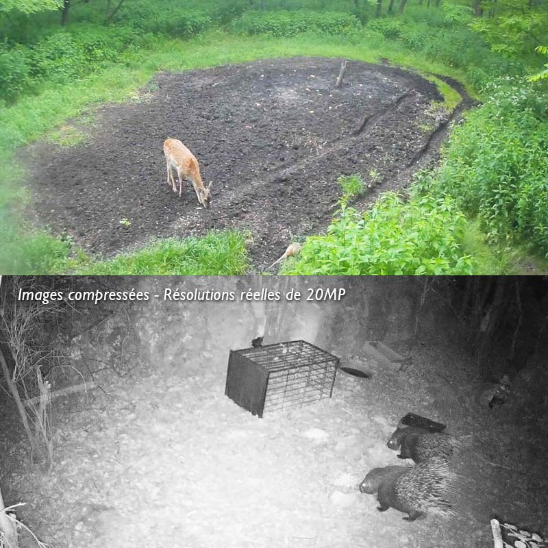 Caméra de chasse — 16 MP connecté 4G pour la surveillance de la faune (520 g)