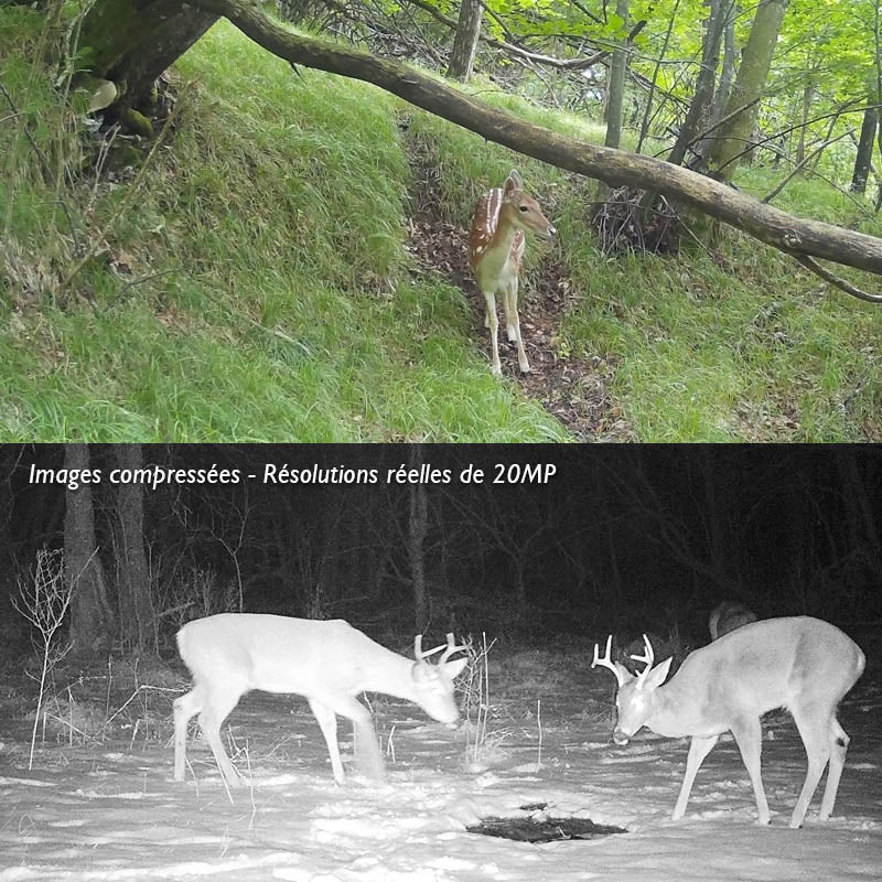 Caméra de chasse — 16 MP étanche pour la surveillance de la faune