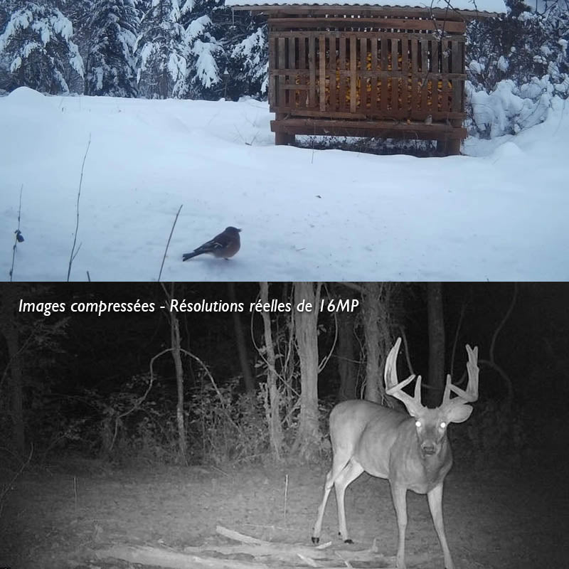 Caméra de chasse — 16 MP connecté 4G pour la surveillance de la faune