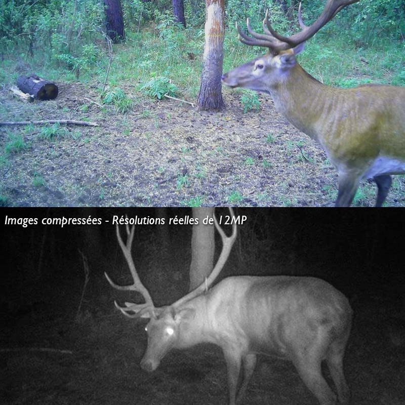 Caméra de chasse — 12 MP GSM MMS pour la surveillance de la faune