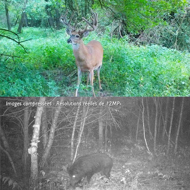 Piège photographique — 12 MP étanche pour la surveillance de la faune